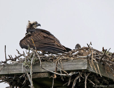 Osprey and Chick