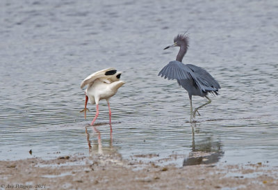 Little Blue Heron Sneaking up on a White Ibis with a Shrimp