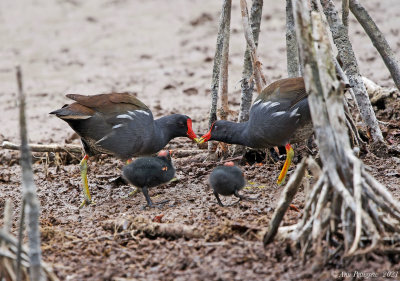 Common Gallinules and Chicks