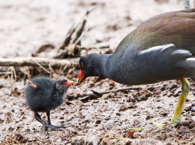 Common Gallinule and Chick