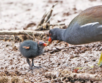 Common Gallinule and Chick