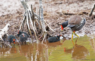 Common Gallinule and Chicks