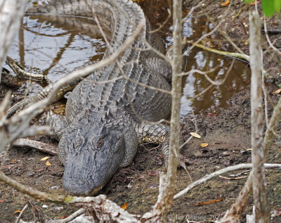 American Alligator