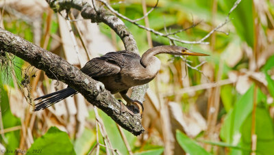 Anhinga - female