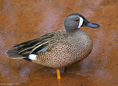 Blue-winged Teal - male