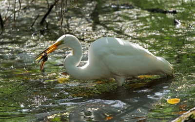 Great Egret with Tadpole