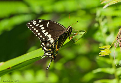 Palamedes Swallowtail 