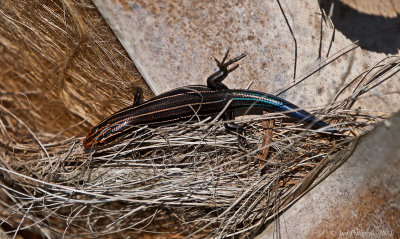 Southern Five-lined Skink