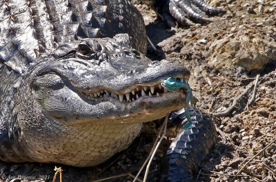 American Alligator with Fishing Lure