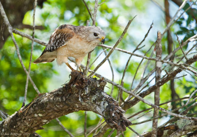 Red-shouldered Hawk