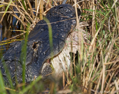 American Alligator with Wood Stork