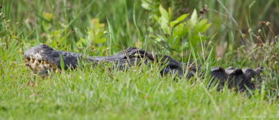 American Alligator 