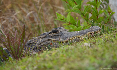 American Alligator