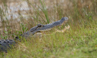 American Alligator