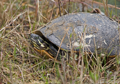 Florida Red-bellied Cooter