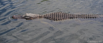 American Alligator 