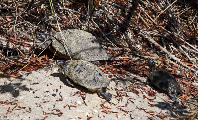 Florida Red-bellied Cooter and Yellow-bellied Slider
