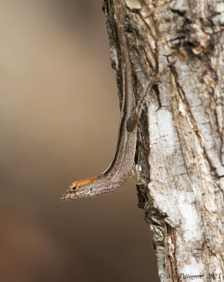 Brown Anole