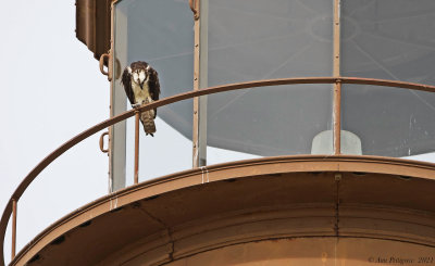 Osprey on Sanibel Lighthouse