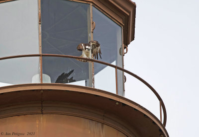 Osprey on Sanibel Lighthouse