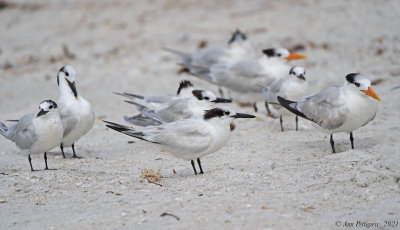 Sandwich and Royal Terns