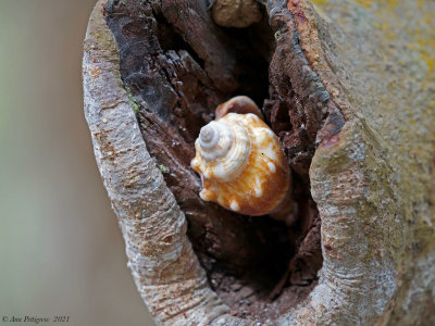 Shell in a Tree