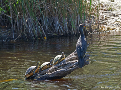 Turtles and a Double-crested Cormorant