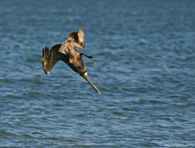 Diving Brown Pelicans