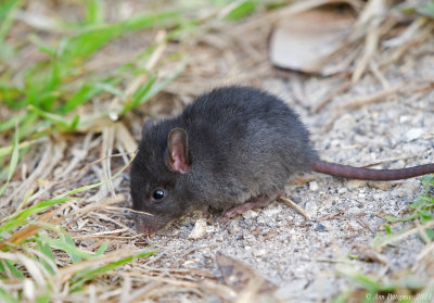 Baby Black Rat