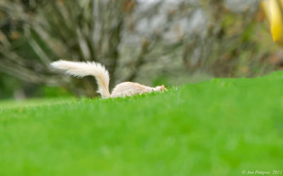 Blond Eastern Gray Squirrel