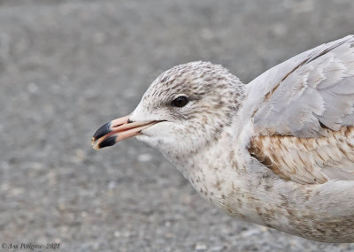 Ring-billed Gull