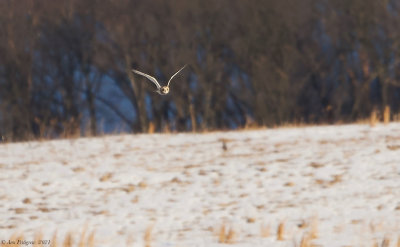 A Distant Short-eared Owl