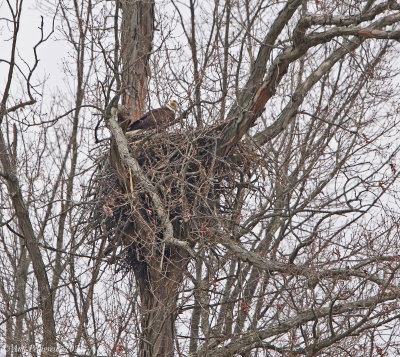 Bald Eagle in its Nest