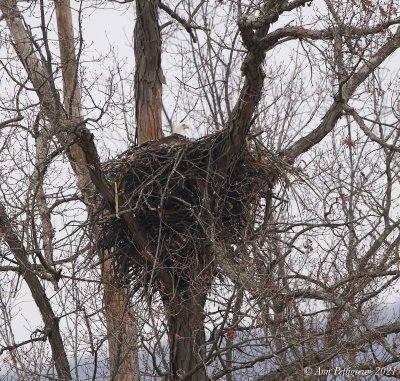 Bald Eagle in its Nest