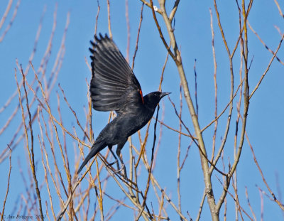 Red-winged Blackbird