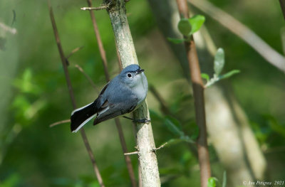 Blue-gray Gnatcatcher 