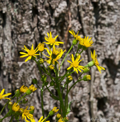 Golden Ragwort