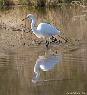 Great Egret