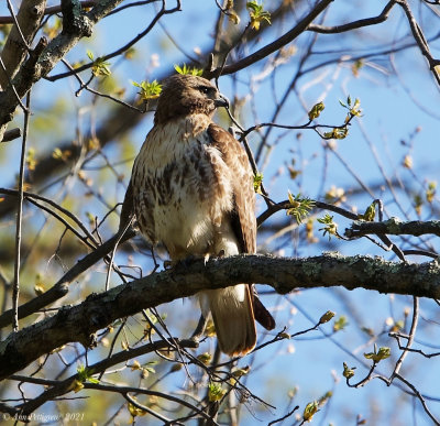 Red-tailed Hawk