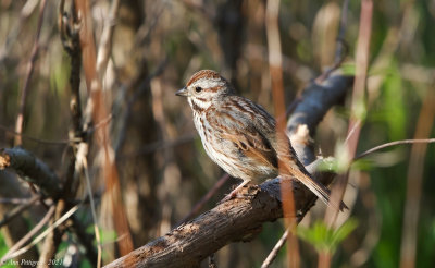 Song Sparrow 