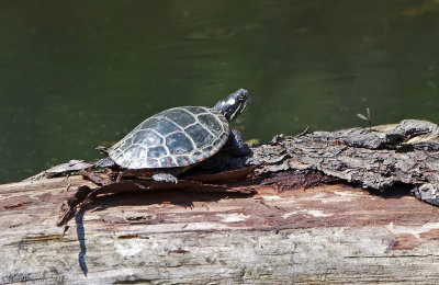 Eastern Painted Turtle