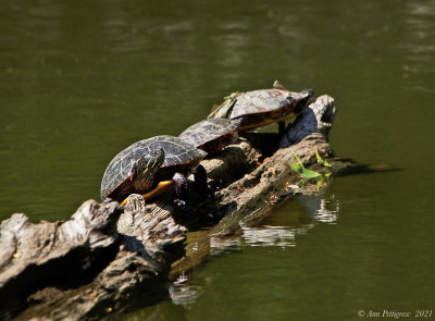 Eastern Painted Turtles