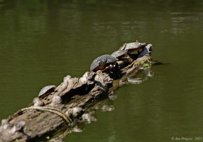 Eastern Painted Turtles