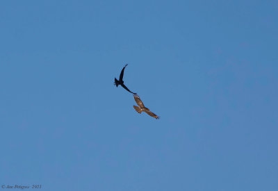 American Crow Harassing a Red-shouldered Hawk