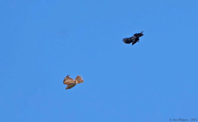American Crow Harassing a Red-shouldered Hawk