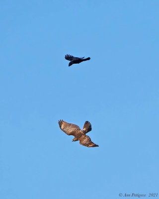 American Crow Harassing a Red-shouldered Hawk