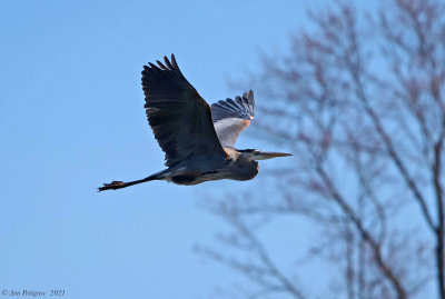 Great Blue Heron