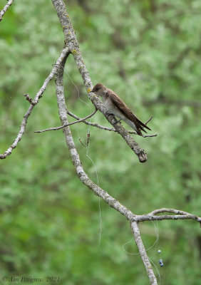 Northern Rough-winged Swallow