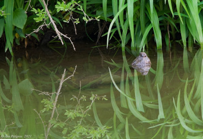 Common Snapping Turtle