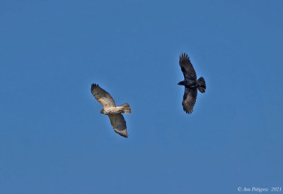 Red-shouldered Hawk and American Crow